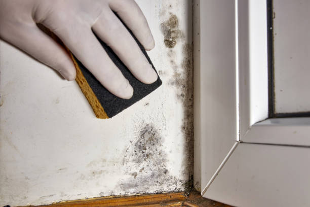 Best Attic Mold Removal  in Garrett, WA